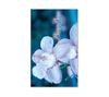 BL63 Bonus-Card 10FH / Blumen Blumenhandlung Blumengeschäft