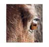 SP707 Booklet-Gutschein / Reitsportgeschäft Reiten SP707 Booklet-Gutschein / Reitsportgeschäft Reiten