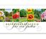 Multicolor Geschenkgutschein Gutscheinkarte Gutscheinkarten Gutscheinvordrucke Gutschein bestellen pos Faltkarte BL264 Gärtnerei Gartenbau Gärtner Garten Gärtnereigutschein Pflanzen