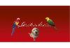 ZH220 Geschenkgutschein Multicolor zum Falten / Tierbedarf Zoohandlung